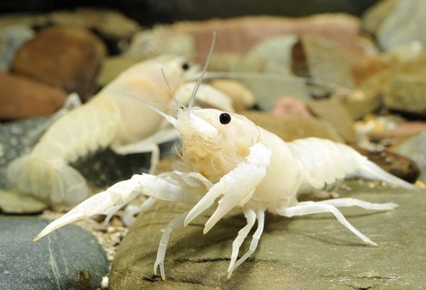 Procambarus clarkii var. White, Weißer Louisiana-Sumpfkrebs