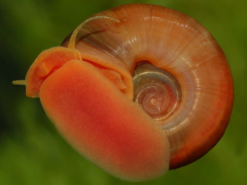 Planorbarius corneus, Orangebraune Posthornschnecke