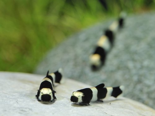 Panda-Bergbachschmerle, Yaoshania pachychilus