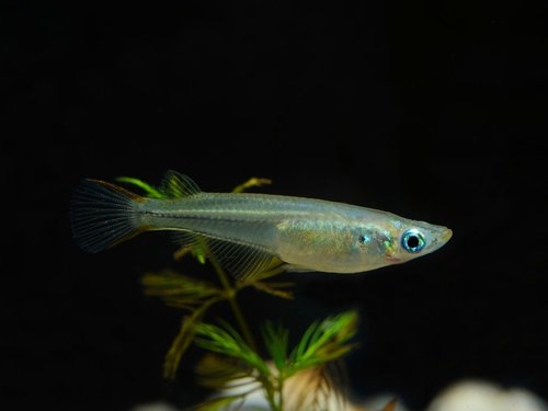 Oryzias pectoralis, China-Reisfisch