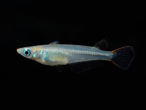 Oryzias pectoralis, China-Reisfisch
