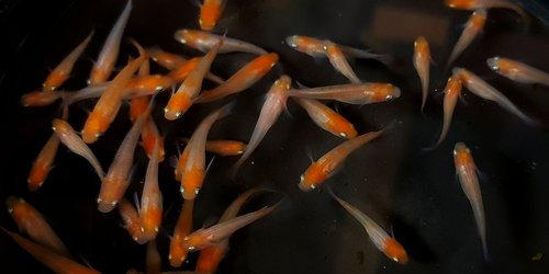 Gemischte Gruppe gelb-orangegrundiger Medaka, 5 Paare