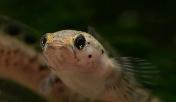 Channa cf. ornatipinnis, Schmuckflossen-Schlangenkopffisch